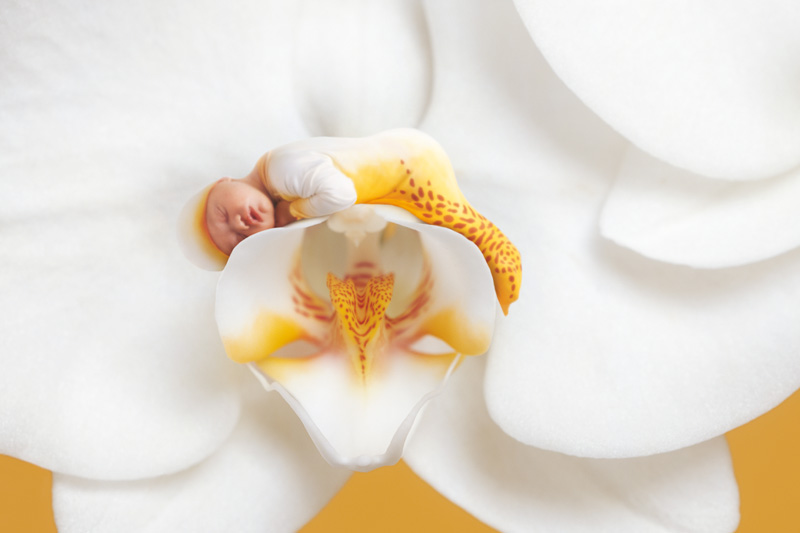 anne geddes bloemenelfje